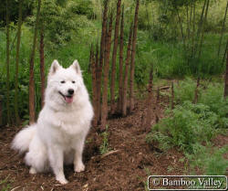 Bamboo shoots and Aria dog