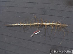A section of bamboo rhizome