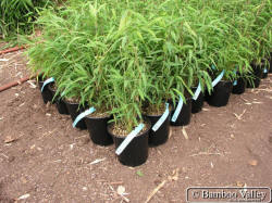 Blocks of little clumping bamboos for sale at Bamboo Garden.